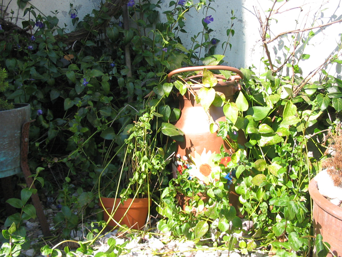 Large urn overgrown with ivy